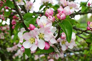 When Do Apple Trees Bloom? Discover Peak Season by Zone Picture