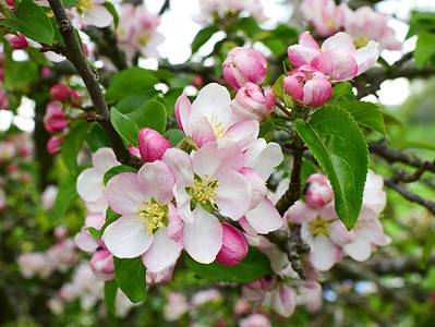 A When Do Apple Trees Bloom? Discover Peak Season by Zone