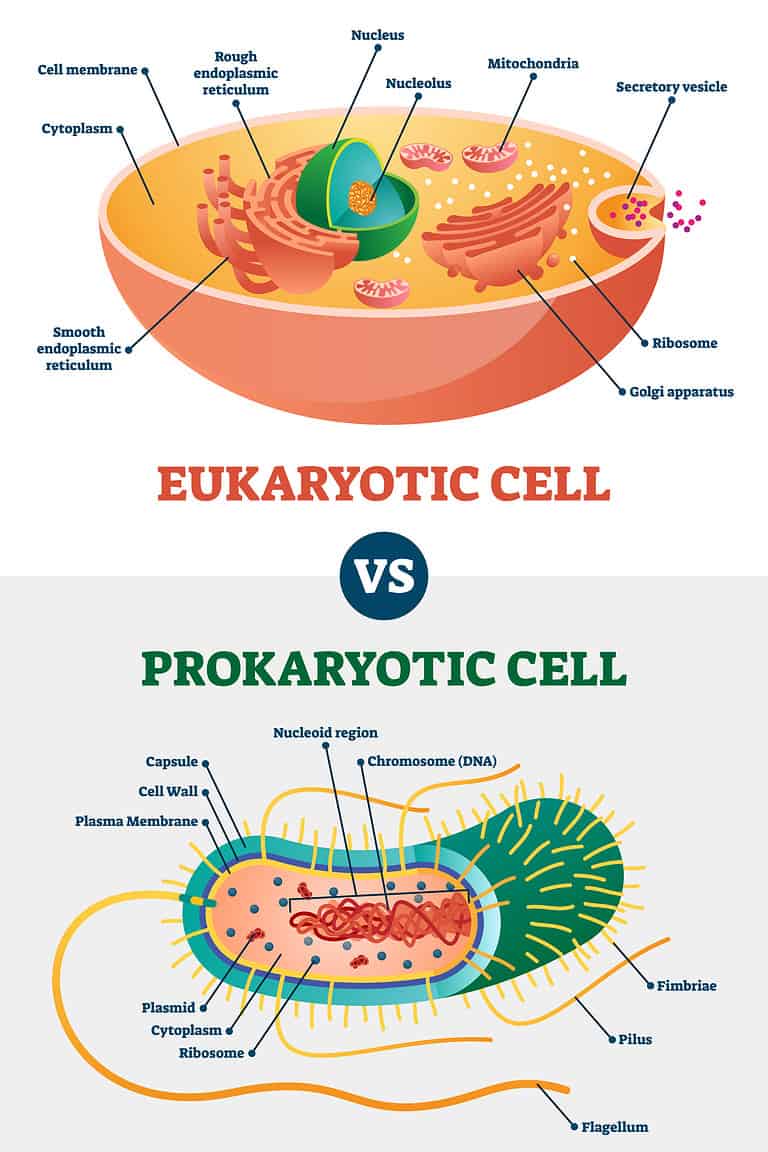 Prokaryotes vs. Eukaryotes: What Are the Main Differences? - A-Z Animals