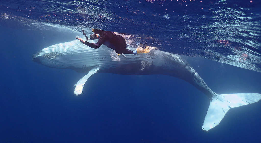 Swimming with a humpback whale