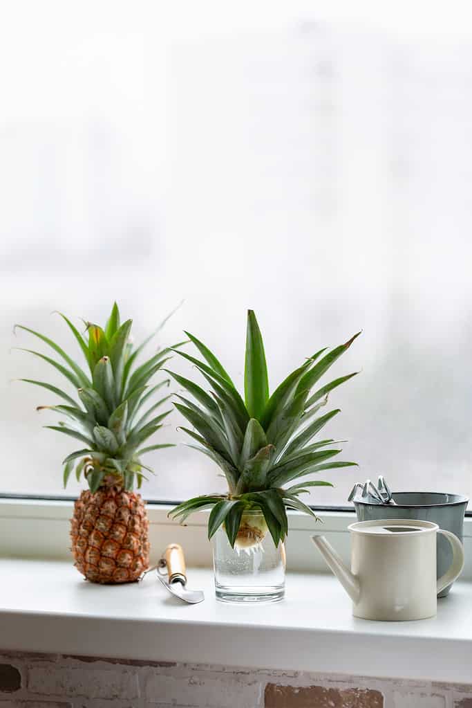 Top of pineapple in glass of water on windowsill. Growing pineapple at home.