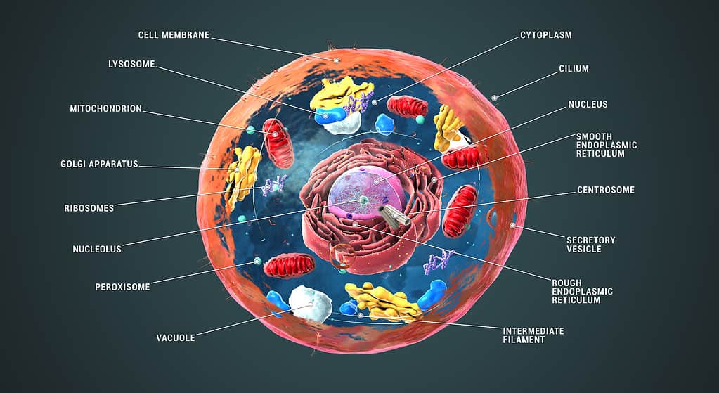 Anatomy of a Eukaryotic Cell