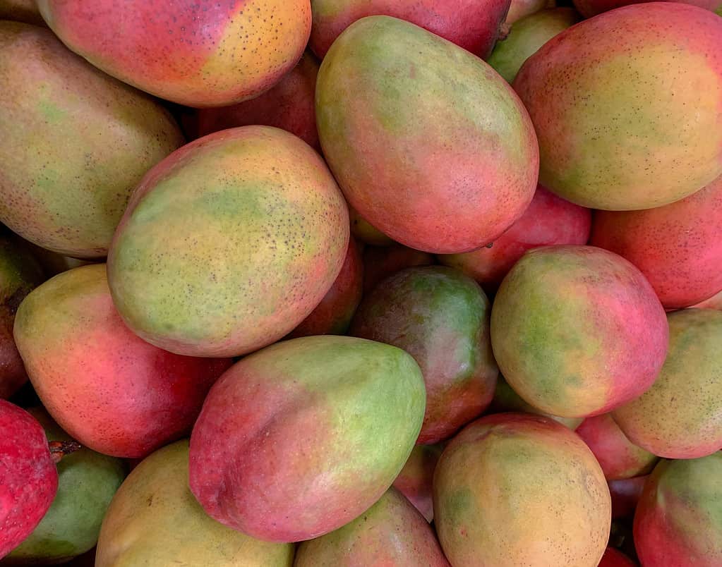 Tommy Atkins mangos on a supermarket display. The mangos are oval shaped with red and green skin. 