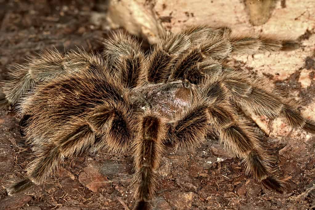 Brazilian Giant Tawny Red Tarantula