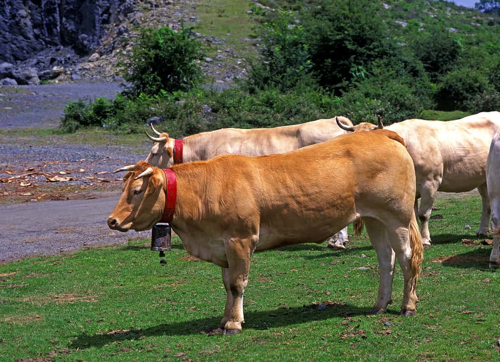 Blonde d'Aquitaine, Domestic Cattle from France, Herd standing near Road