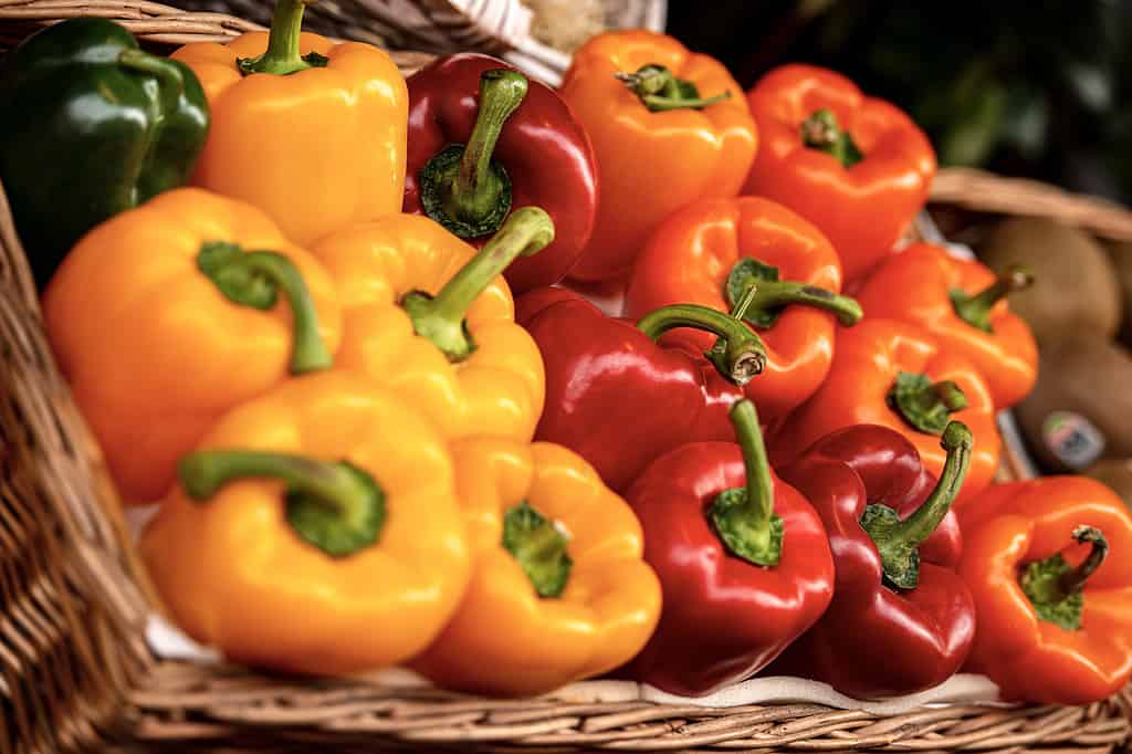 Bell peppers, a popular vegetable eaten raw or cooked. 