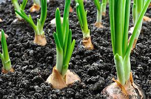 How to Grow Onions: Your Complete Guide Picture