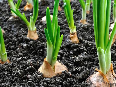 A How to Grow Onions: Your Complete Guide