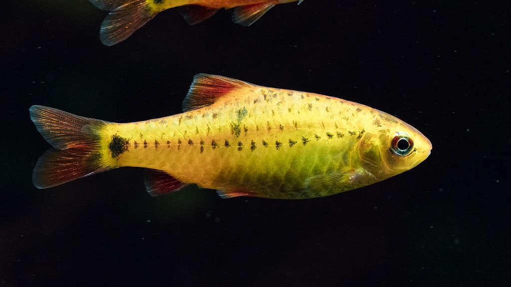 yellow freshwater tropical fish