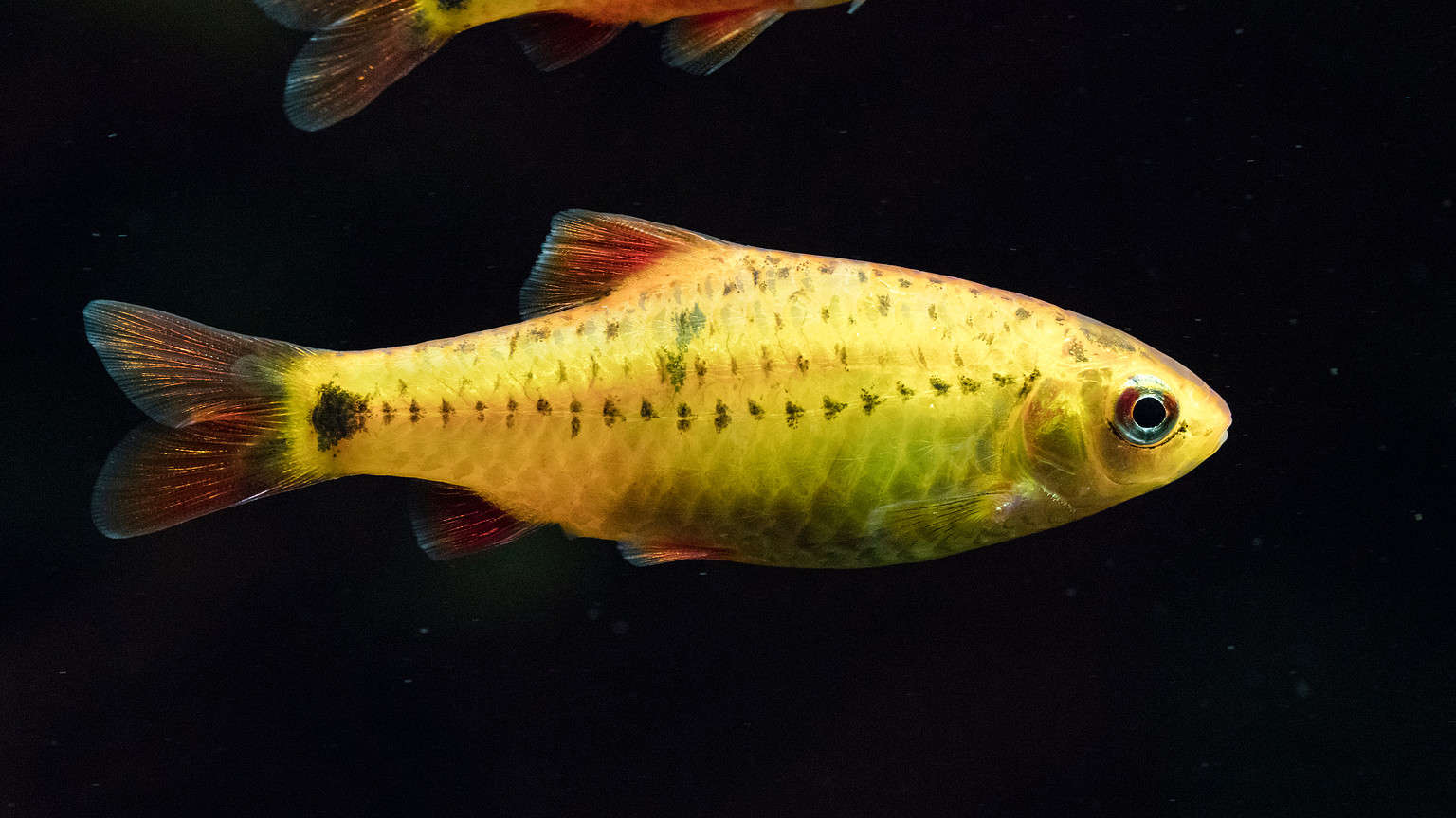 7 Yellow Freshwater Fish Perfect for Your Aquarium - A-Z Animals