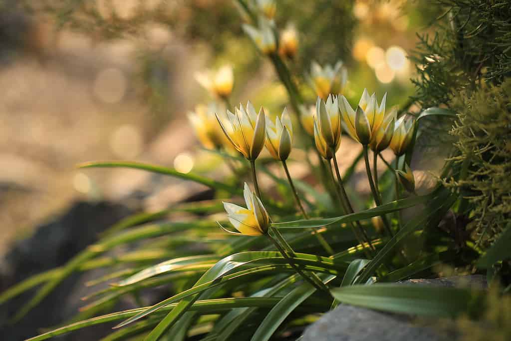 Tulipa 'Little Star'