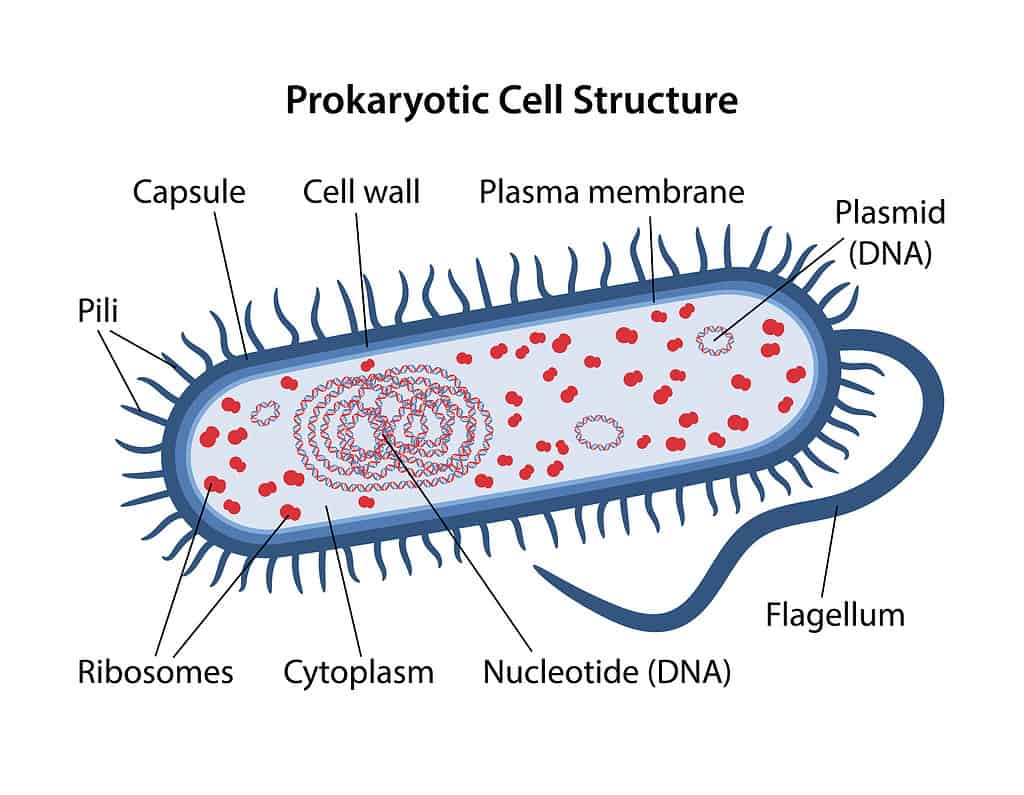 Illustration of Prokaryotic Cell