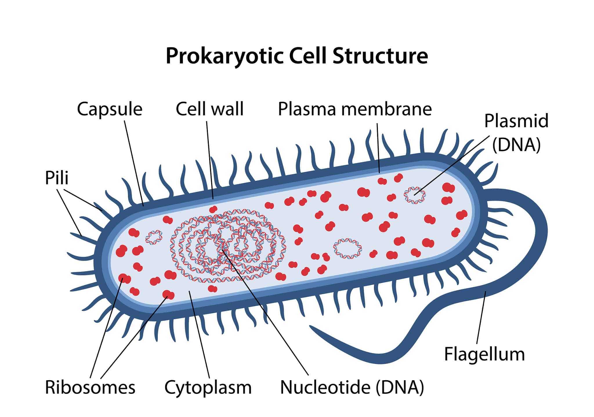 Prokaryotes vs. Eukaryotes: What Are the Main Differences? - A-Z Animals