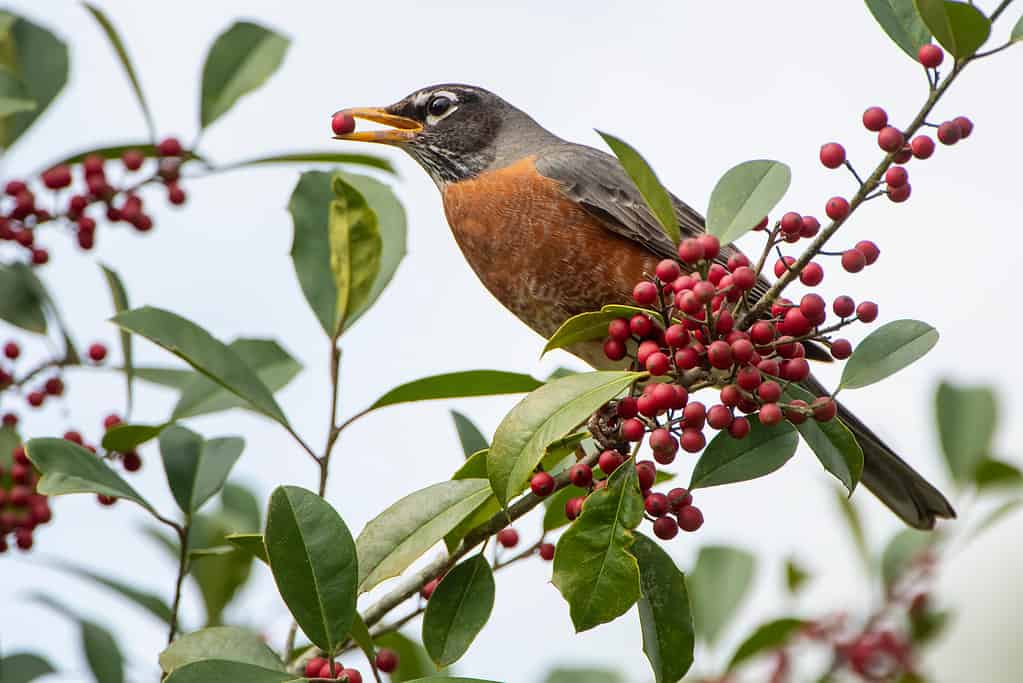 American Robin eating berries from a holly shrub.