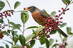 Birds love the berries of holly shrubs. 