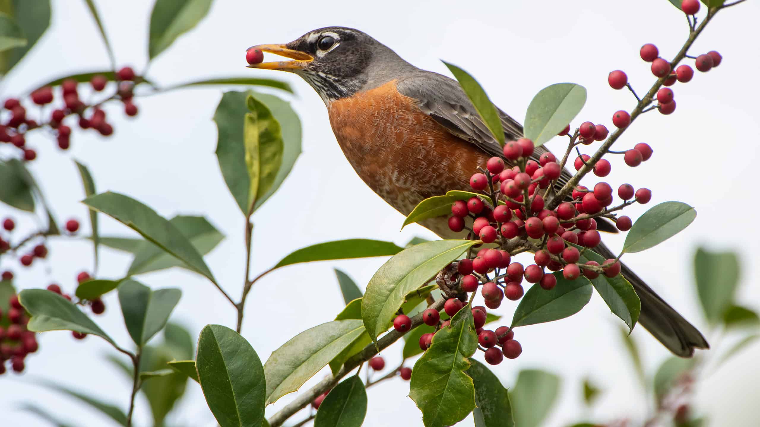 American Robin eating berries from a holly shrub.