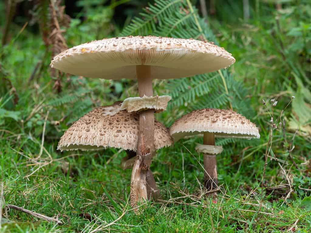 shaggy parasol