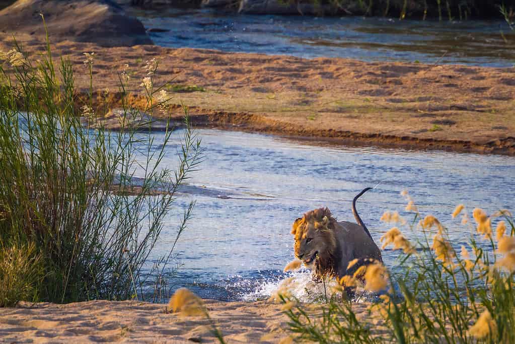 African lion male jumping out of river in Kruger National park, South Africa