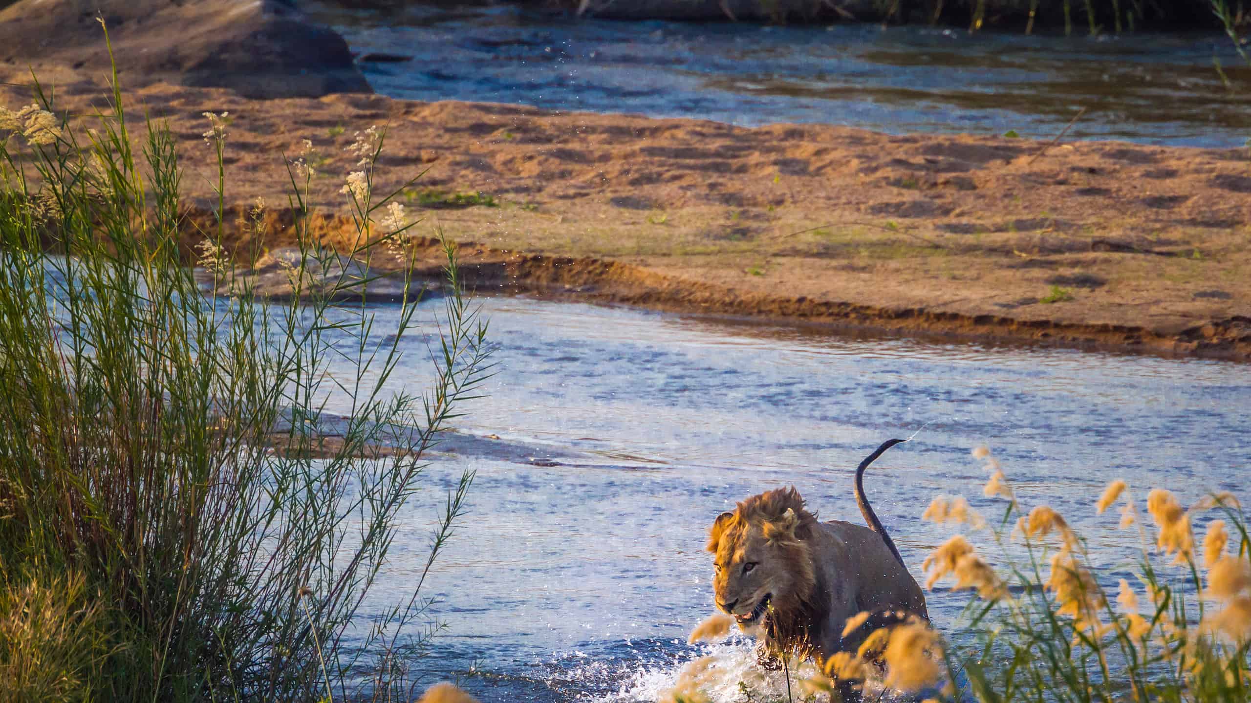 African lion male jumping out of river in Kruger National park, South Africa