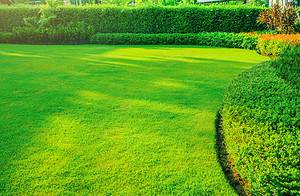 The Best Time to Fertilize Your Lawn: Tips and Tricks Picture