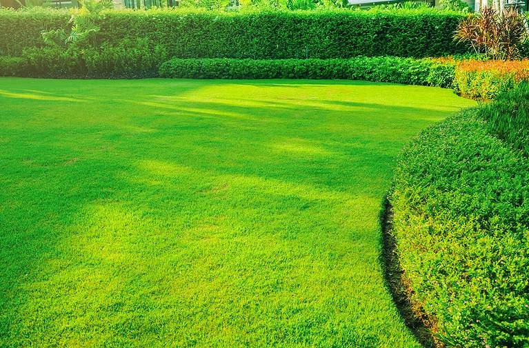 Garden with fresh green grass both shrub and flower front lawn background