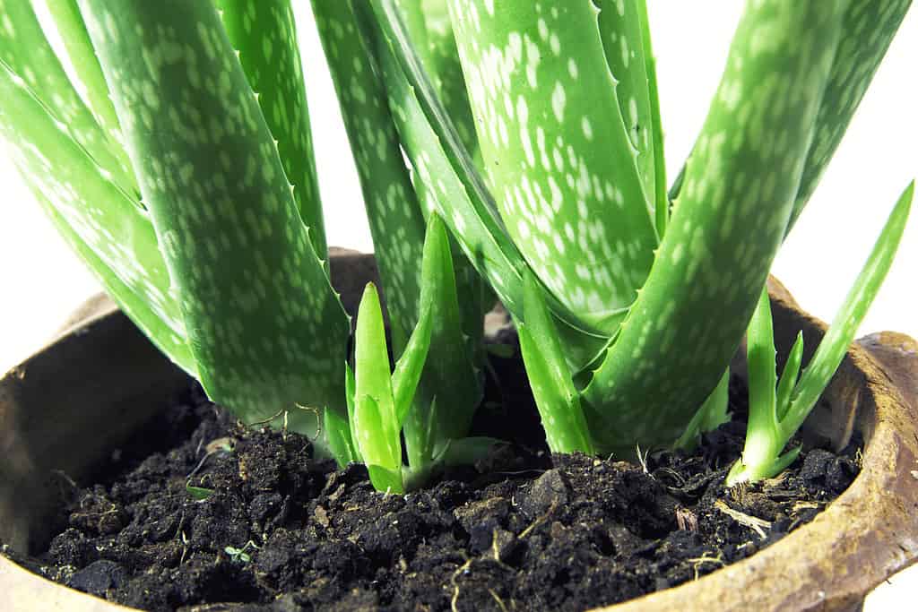 A potted Aloe Vera plant with offsets at its base. 