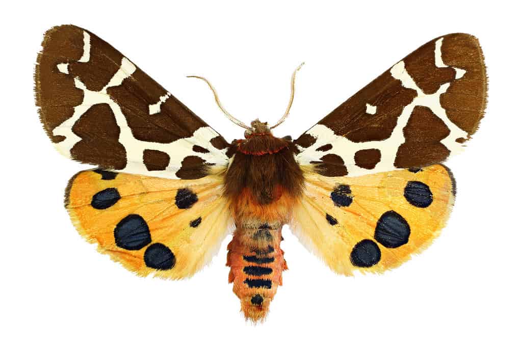 Garden tiger moth, Arctia caja