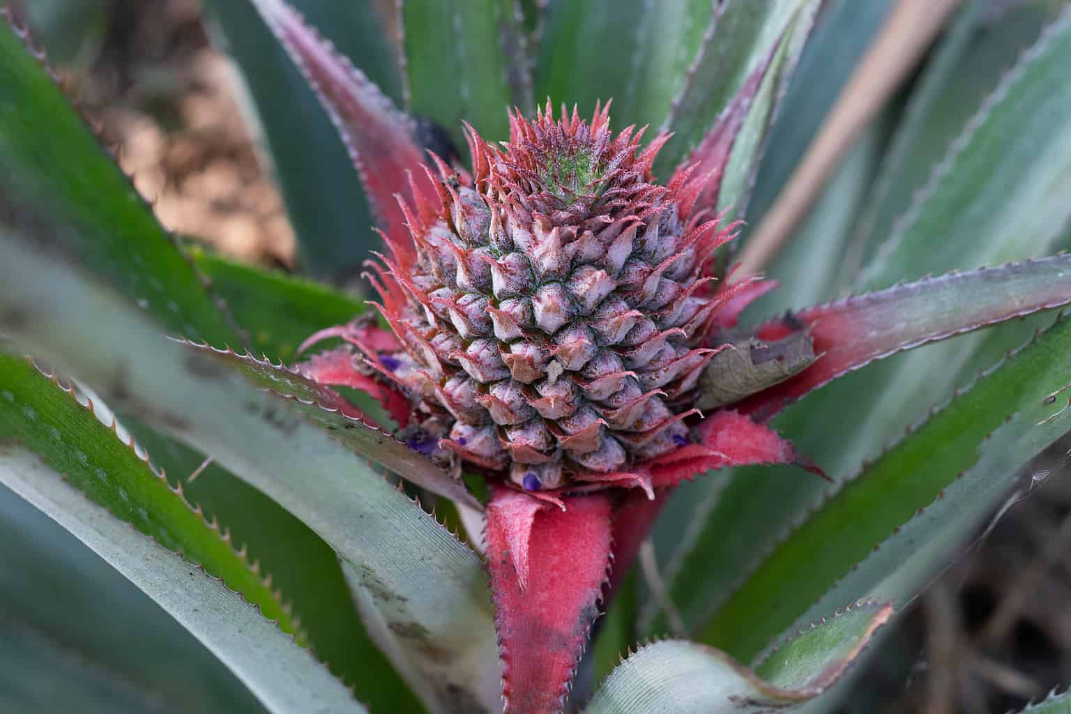 How to Grow Pineapples: Your Complete Guide