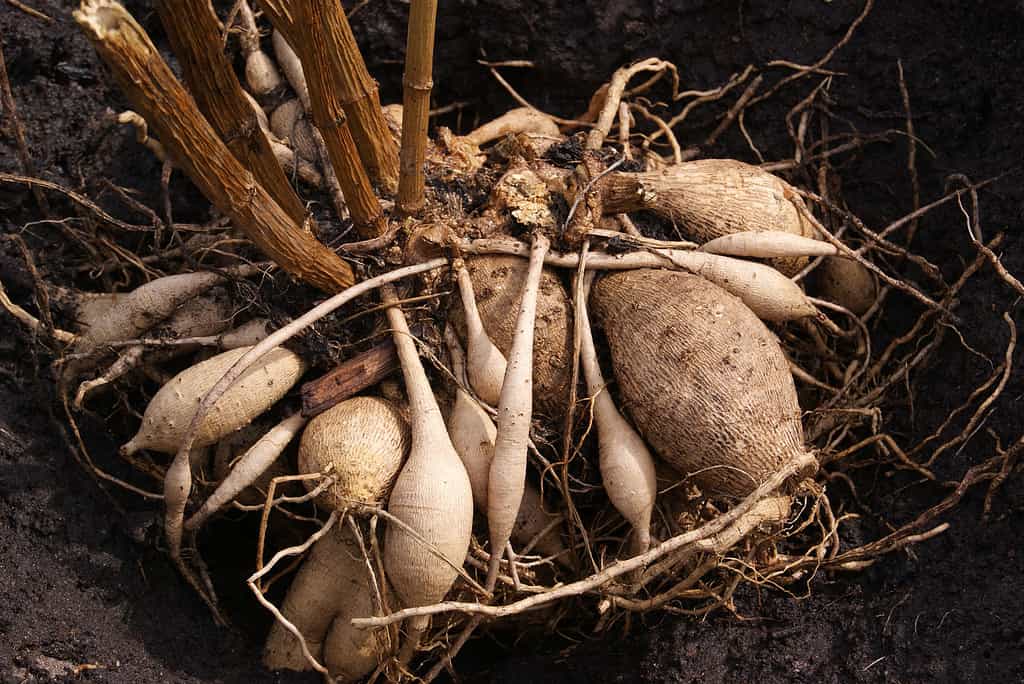 Dahlia tubers on the ground before planting