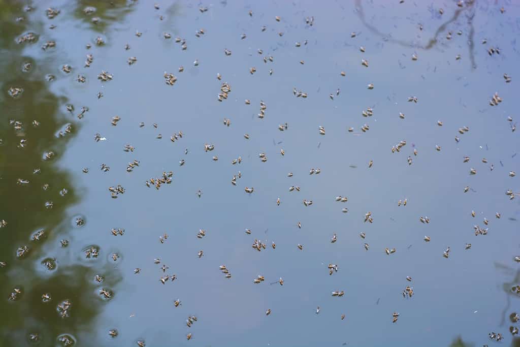 Mosquitoes breeding in the water