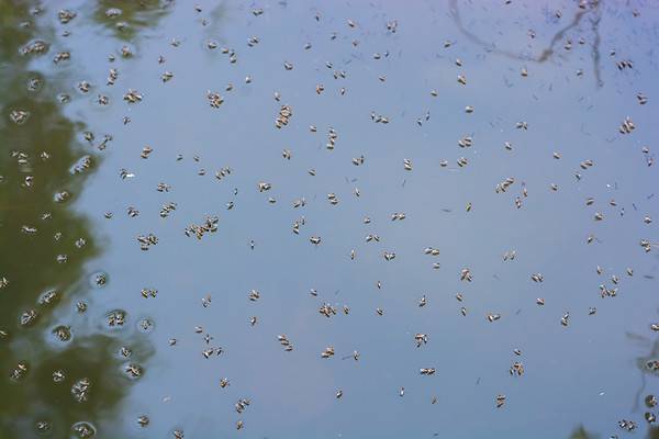 Mosquitoes breeding in the water.