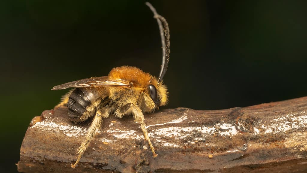 Long-Horned Bee