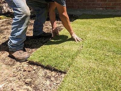 A Zoysia Grass in Texas: Best Types, Planting Tips, and More