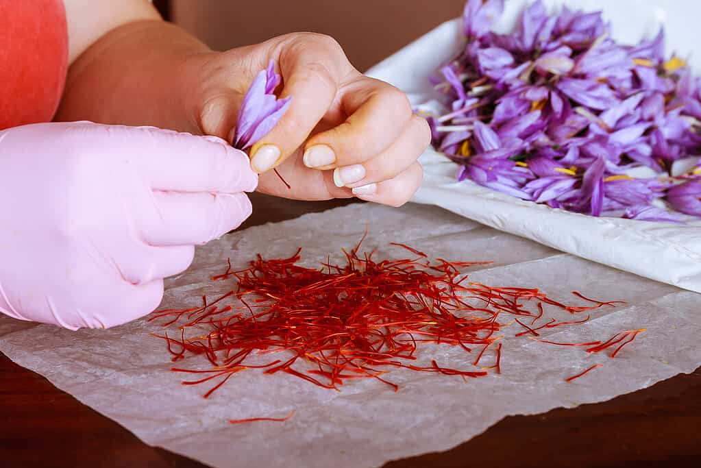 Separation of saffron threads from the rest of the flower