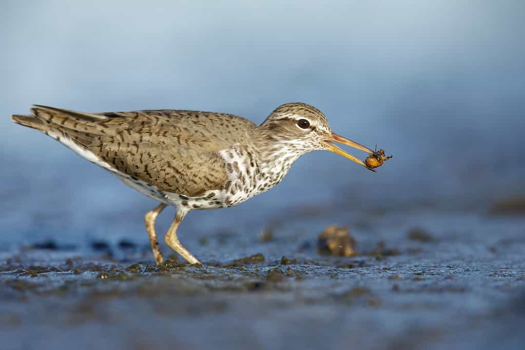 spotted sandpiper feeding