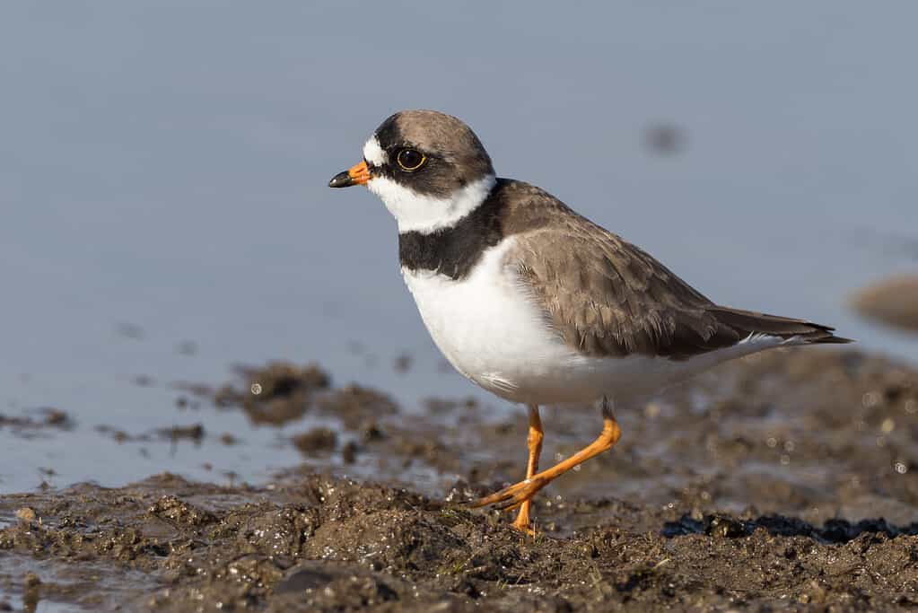 semipalmated plover watching the water curiously