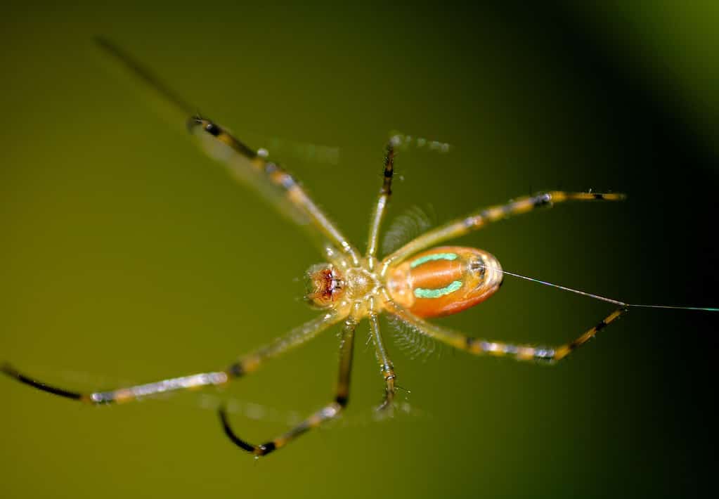 Orchard Orb-Weaver Spider or Leucauge venusta