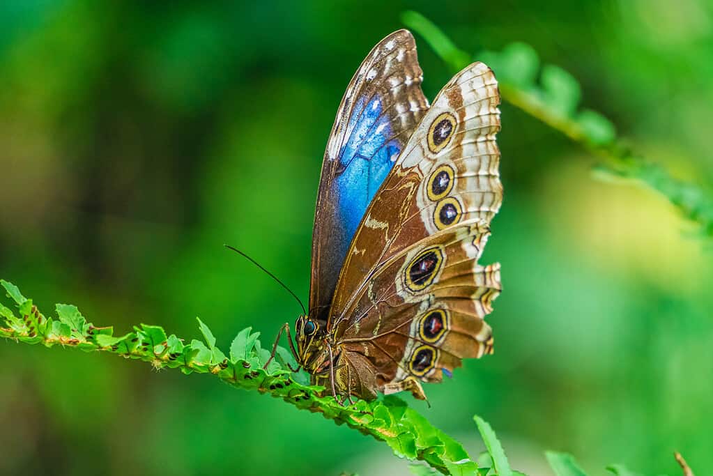 Blue morpho butterfly, Morpho peleides