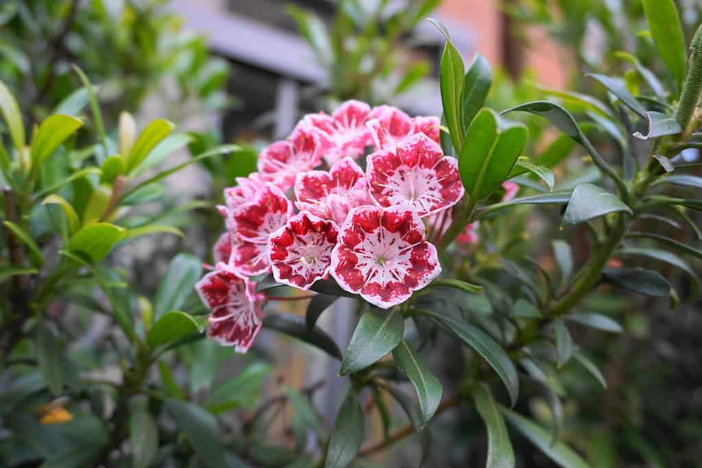 mountain laurel