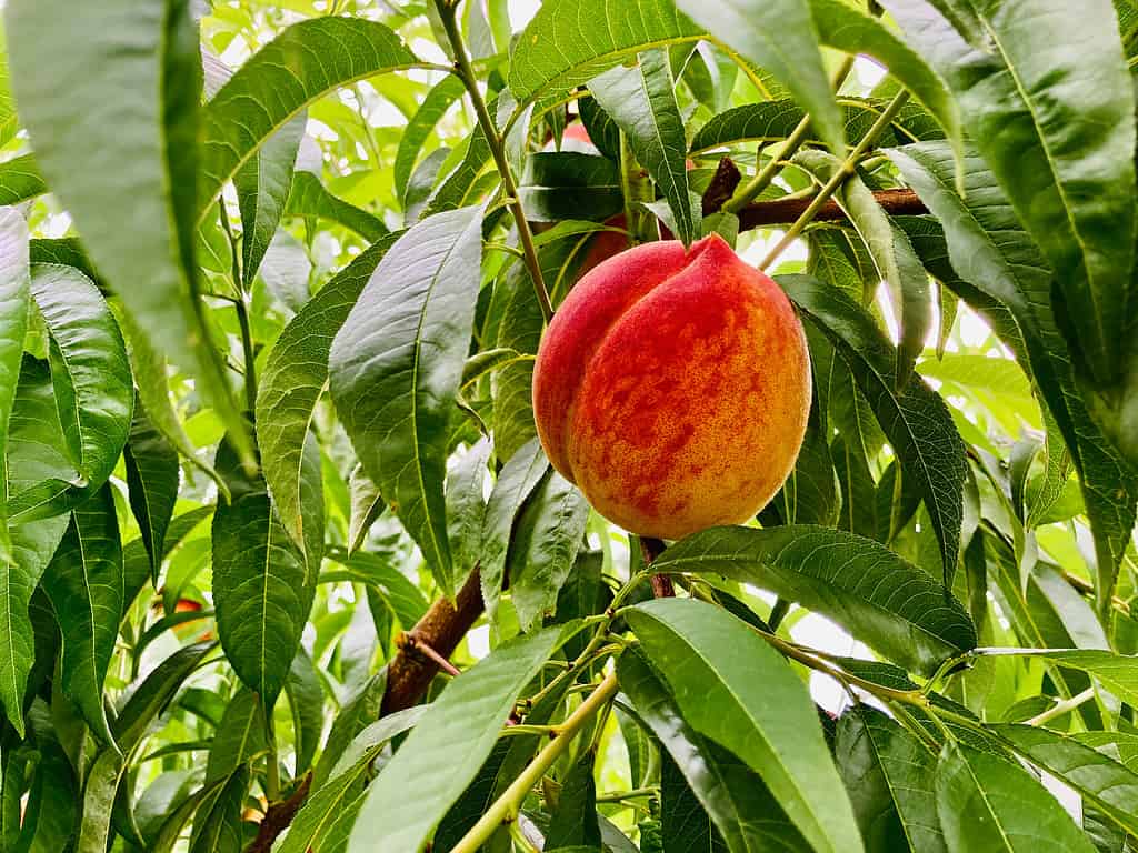 Deep red-yellow, ripe peach of typical shape, growing in a densely deciduous crown of a fruit tree with beautiful green leaves and rarely visible branches.