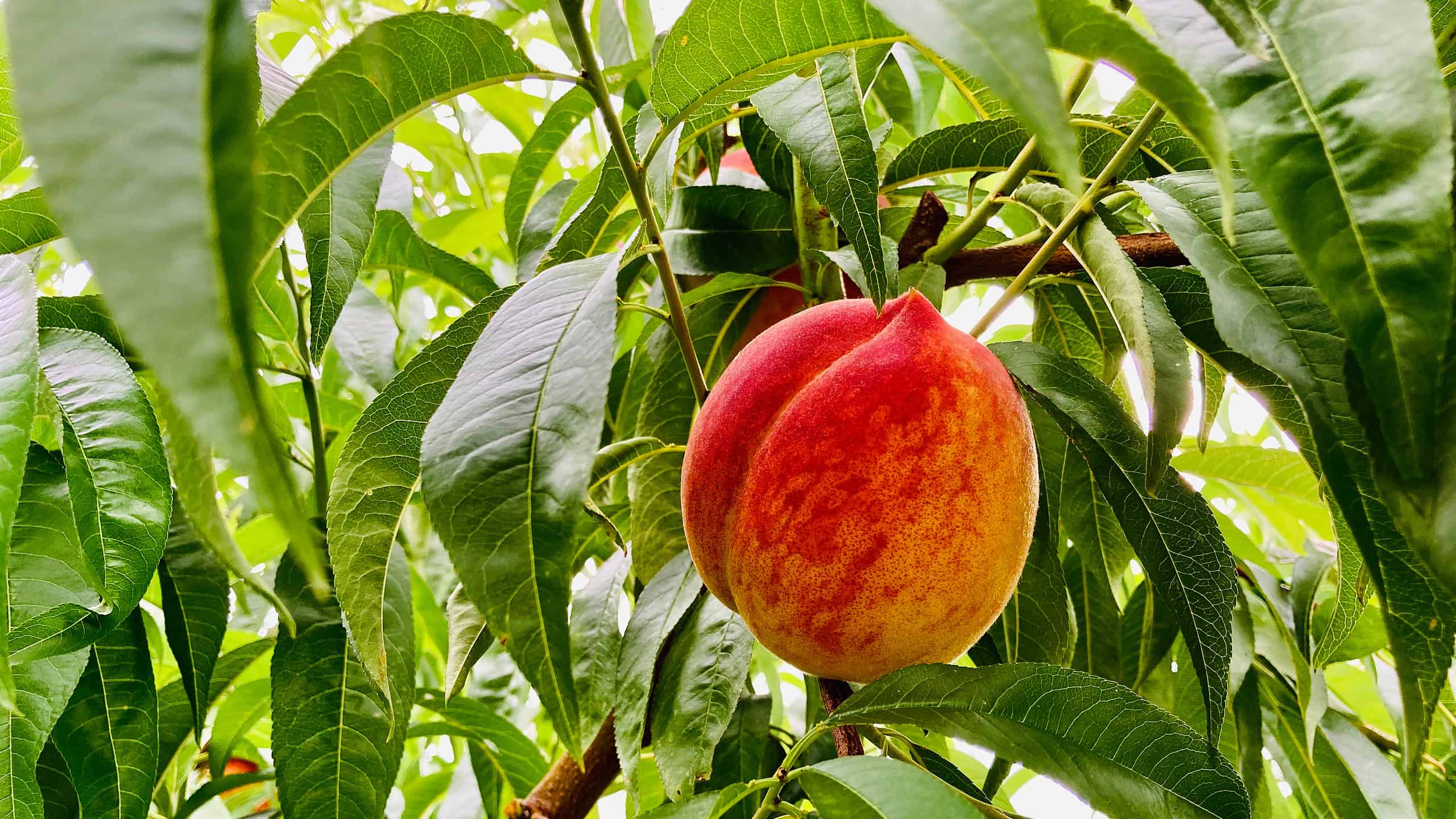 Deep red-yellow, ripe peach of typical shape, growing in a densely deciduous crown of a fruit tree with beautiful green leaves and rarely visible branches.