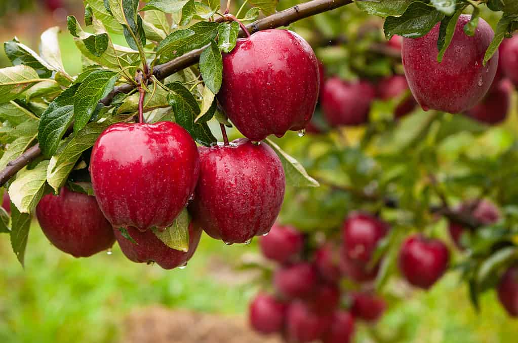 Red delicious apples on an apple tree in the rain. 