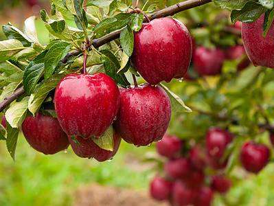 A How to Grow an Apple Tree: Your Complete Guide