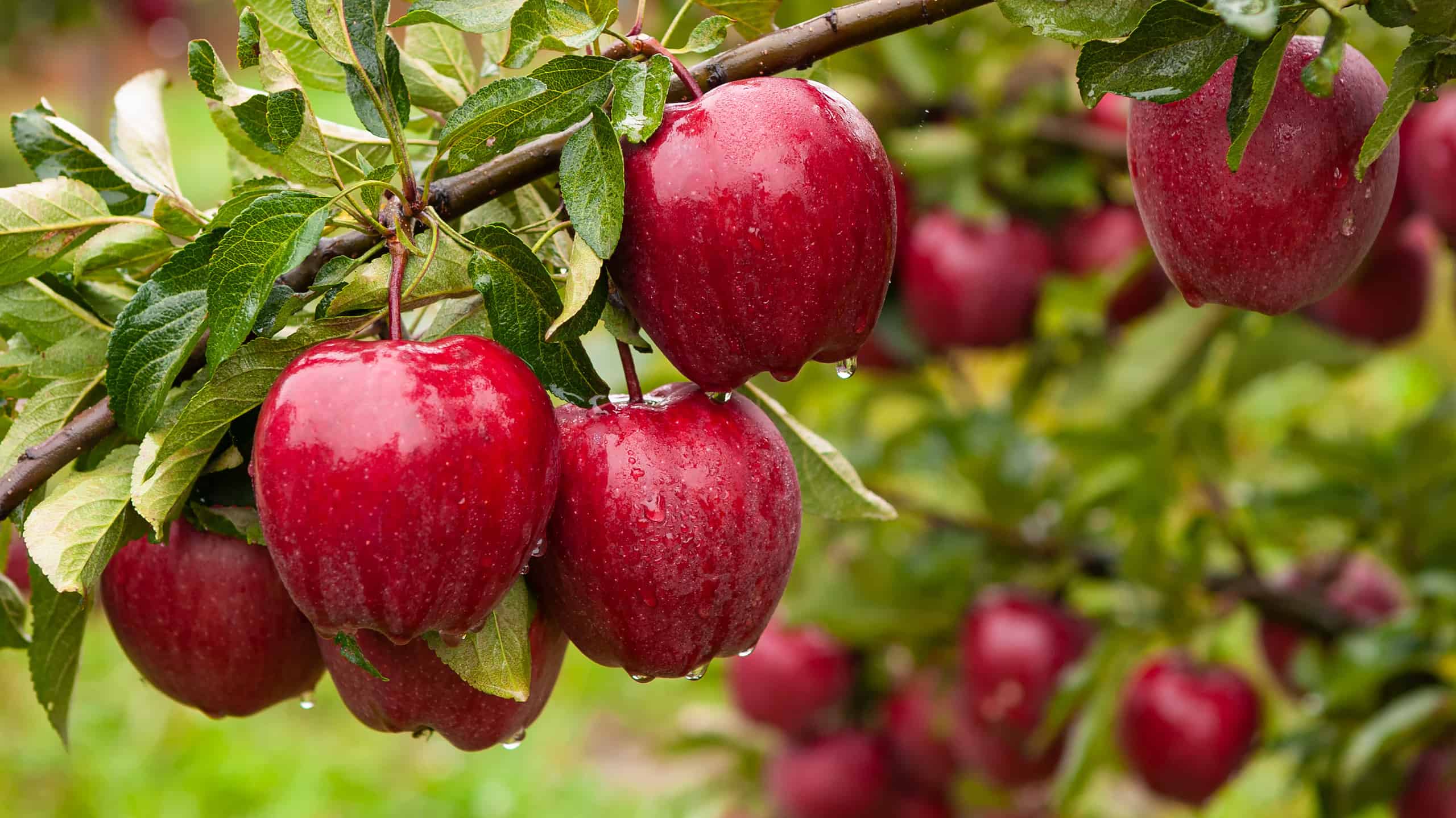 How to Grow an Apple Tree: Your Complete Guide