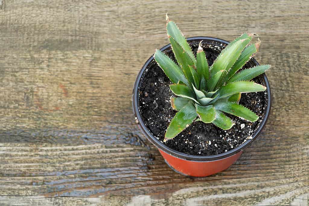 Pineapple in pot, how to grow pineapple at home concept