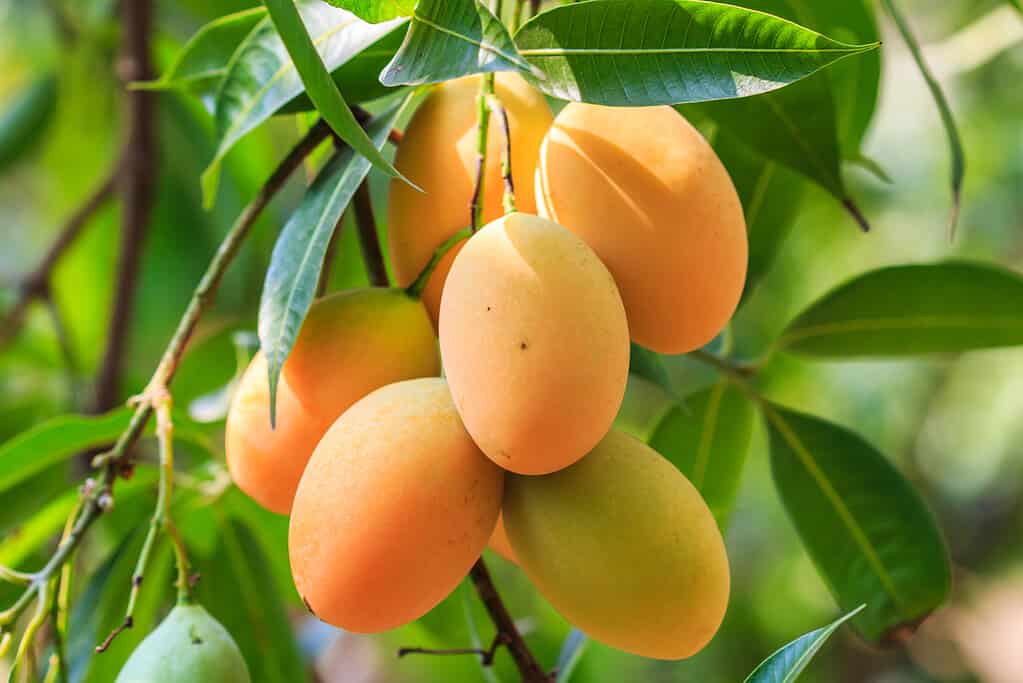 Mayongchid Maprang Marian Plum and Plum Mango thailand a bunch of orange  mangos is visible hanging on a tree with green leaves. 