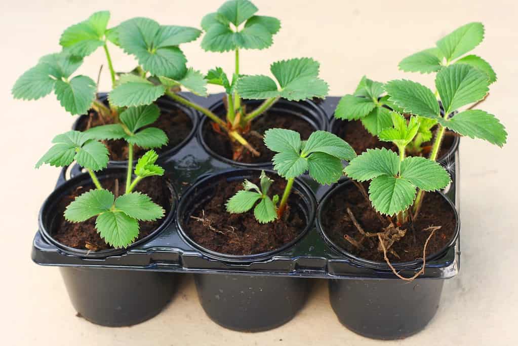 Young elsanta garden strawberry plant (Fragaria) in plastic flowerpot ready to be transplanted to garden