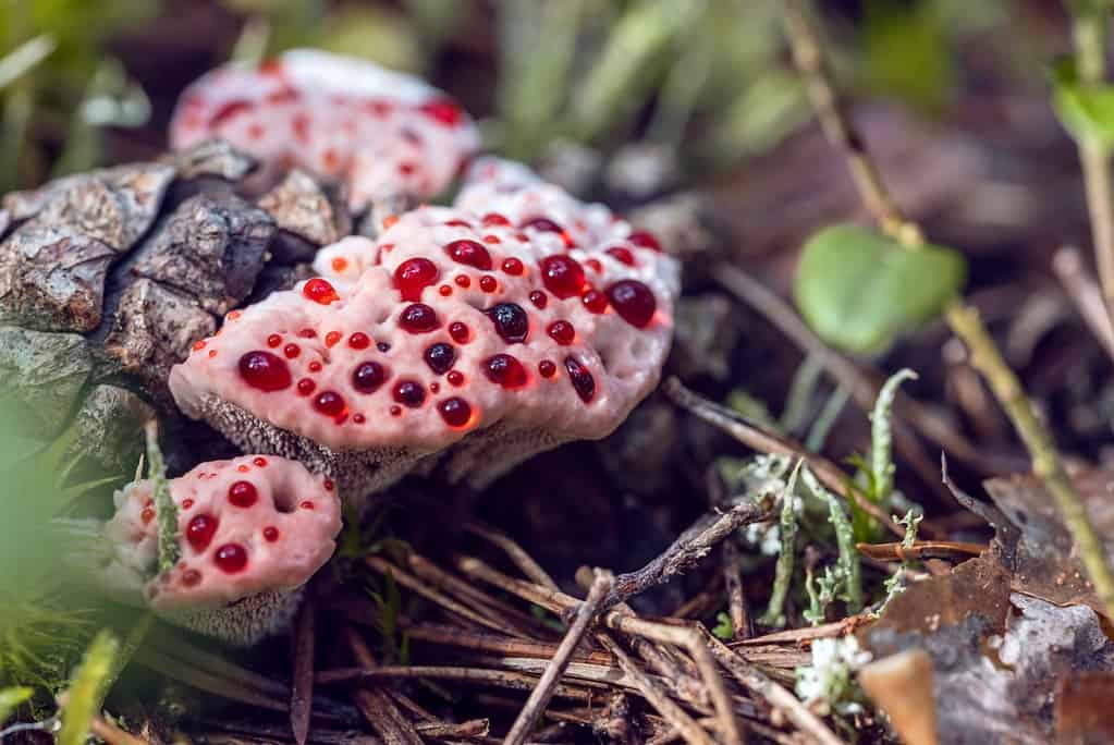 Hydnellum peckii bleeding tooth mushroom strawberries and cream mushrooms