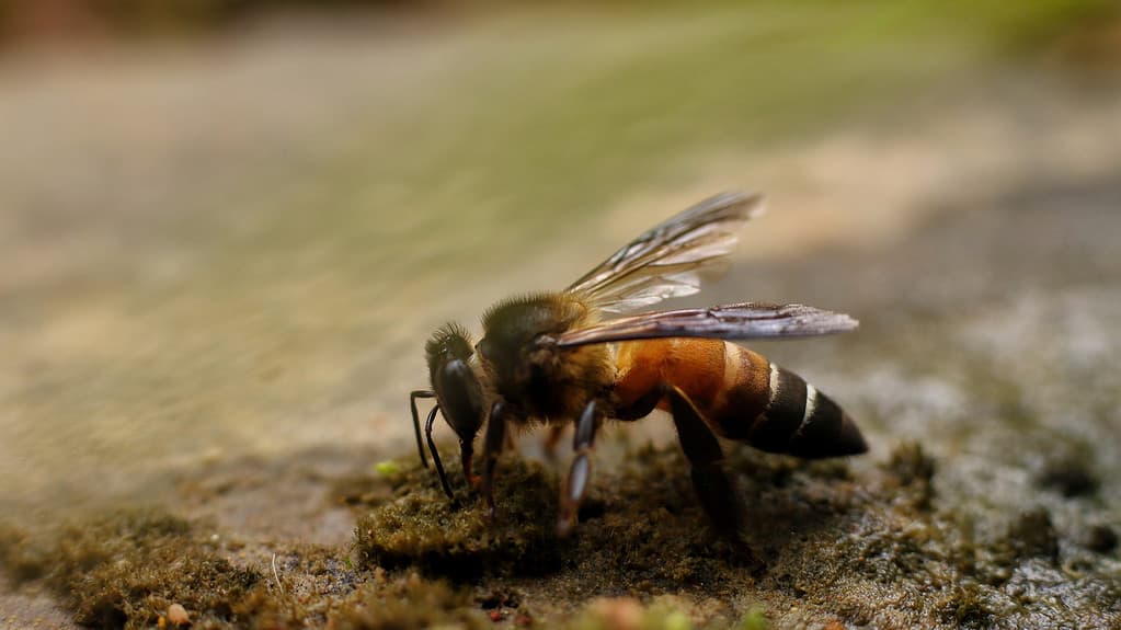 Apis laboriosa- types of honey bee