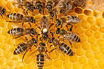 Wall Less Bee How to Instantly Get Rid of Bees in a Wall - A-Z Animals